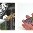 비둘기모사 이미지