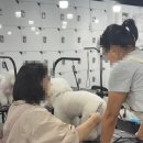 진접애견미용
