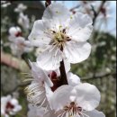 꽃들펜션 이미지