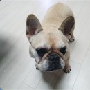 독스쿨 이미지