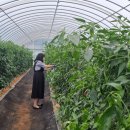 순금농장 이미지