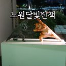 공릉재활용센터 | 노원달빛산책 2023 빛조각 페스티벌 축제소개 당현천 빛축제 후기