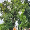 라오스 왓씨무앙 사원 천년 보리수나무/삶, 숨, 쉼터, 나무 이야기117 이미지