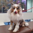 해운대 플러스동물병원 이미지