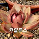 카일루스