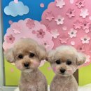 러블리 댕댕 이미지