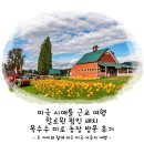 영일보링 대형카 | 미국 시애틀 근교 여행 할로윈 펌킨 패치 옥수수 미로 농장 방문 후기 Bob&#39;s Corn &amp; Pumpkin Farm