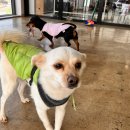 왈가왈부애견 이미지