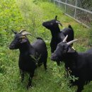 한국염소연구소 이미지