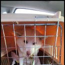 꽃지해송펜션 네이버블로그