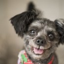 퍼스트펫 이미지