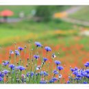 (주)수레 이미지