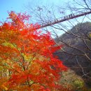 11/7일 토요산행 순창 강천산 애기단풍과 구름다리 왕초보산행 안내 및 신청하기 이미지