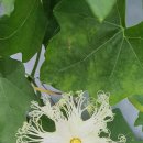 하늘타리 이미지