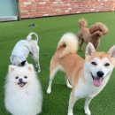 멍크라운 이미지