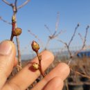 채형농장 이미지