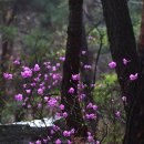 [서울신문] 양산 극락암, 하동 쌍계사에서 만난 절집의 벚나무 피안앵 이미지