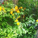 산아래토종닭 이미지