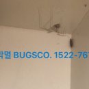 벅스코(BUGSCO)