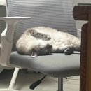 삼방슈퍼 | 제1회 고양이 장난감 위시리스트 공개