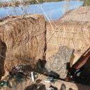 풍년오리 이미지