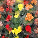 꽃베고니아 -5개 색깔다르게미니5개묶음 이미지