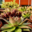 꿈의궁전 이미지