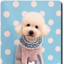 하이멍 애견미용 이미지