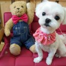 딸기펫살롱 이미지