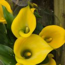 천지밥상 | “속이 편해야 인생이 편하다”50대를 위한 천지죽염, 9회 자죽염 힐링 스토리