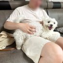 펫미용 | 배곧 오렌지펫 말티즈 미용 후기 🐶✂️