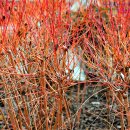 붉은말채나무 '미드윈터파이어' 이미지