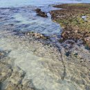 월정씨하루 | 김녕해수욕장 월정리해수욕장 월정씨하루펜션