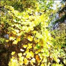 괘릉리할머니 이미지