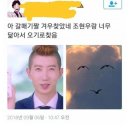 조현우 닮은 갈매기짤 이미지