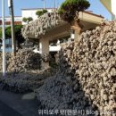 위미모루왓