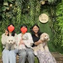 위드멍 애견유치원 이미지