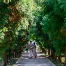 핑크애견 이미지