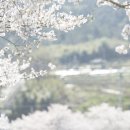 사철과일