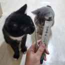 고양이집:고집 | 고집츄르 버라이어티팩 내돈내산 후기