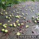 종2품 감나무... 이미지