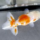 홍백농장 이미지