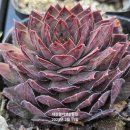 G0136 네이버블로그