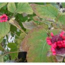 선바위(분재전시관) 이미지