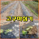 (텃밭) 꿀고구마순 텃밭에 아주심기 이미지