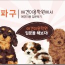 그랜드 애견 미용 이미지