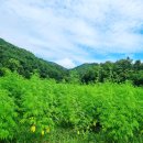 안동가을신선펜션 이미지