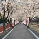 벚꽃주유소 이미지