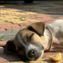 우리집강아지 애견미용 이미지