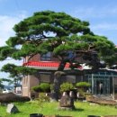 세도 다근진나루 및 구경정 | 앞의 멋진 소나무와 옛선비들의 시조가락이 들려올듯힌 백마강(금강)의 다근진(구경정)나루와 구경정